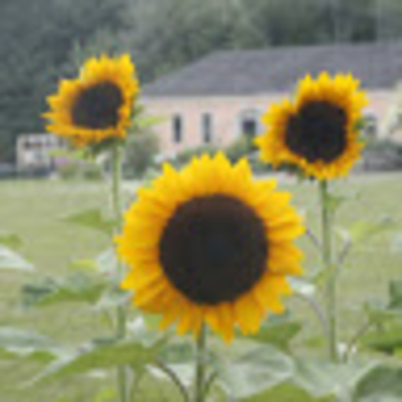 Meet your Posher, Robin - Picture 1 of 1